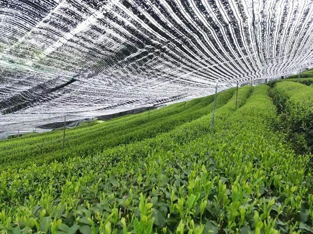 organic-matcha-tea-garden-shading